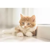 あき