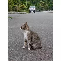 ひな