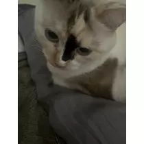 七海 琴音