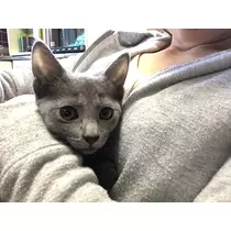 さくら