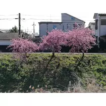 宝條 夏恋