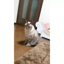 ひな
