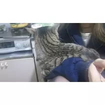 彩