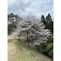 美月