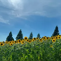 まい