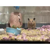 桜井 ここみ