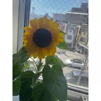 あおい