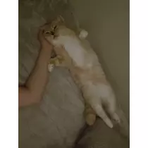 あおい