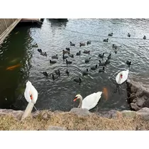 あんな