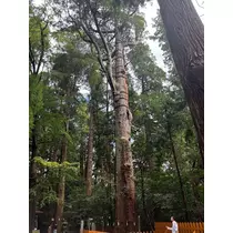 椿
