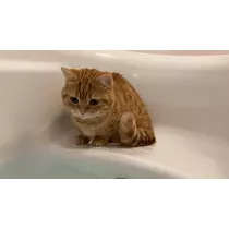 ゆな