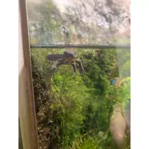 もも