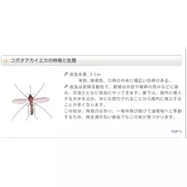 七星 夏純