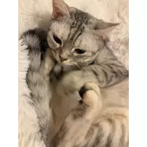 佐倉 里緒
