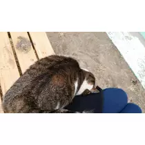 愛矢