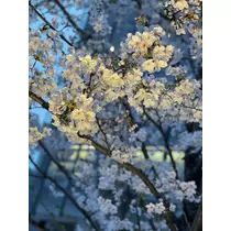 えり