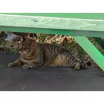 ひな