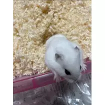 宝條 夏恋