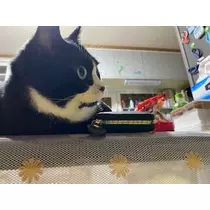 桐島 りゅう
