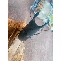 優花