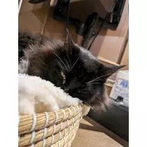 みこと