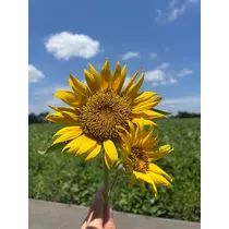 椿