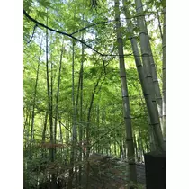 妃咲 れいか