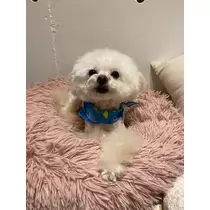 夏樹 あや
