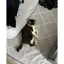 マコト