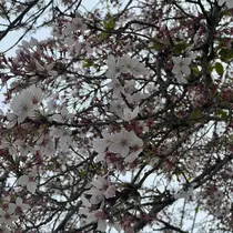 椿