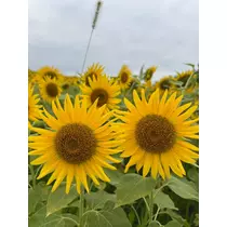 ふうか