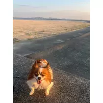あいら