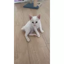 くらめ