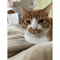 ゆり