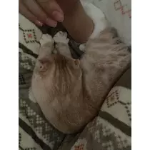 あおい