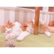 かのん