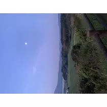 もも