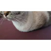 ひな