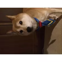 もも