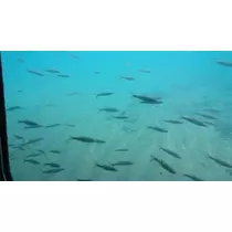 ひな