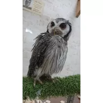 のはら かすみ