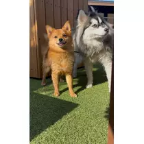 ふうか