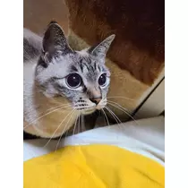 ひな