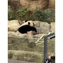 らん