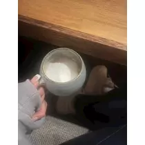 紬 むぎ