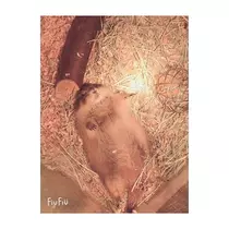 蓮