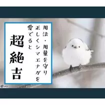 ひな