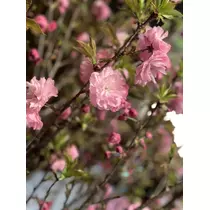 美月