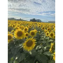 長瀬 純恋