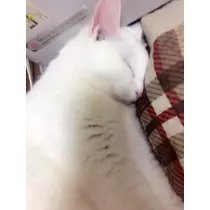 白咲 澪